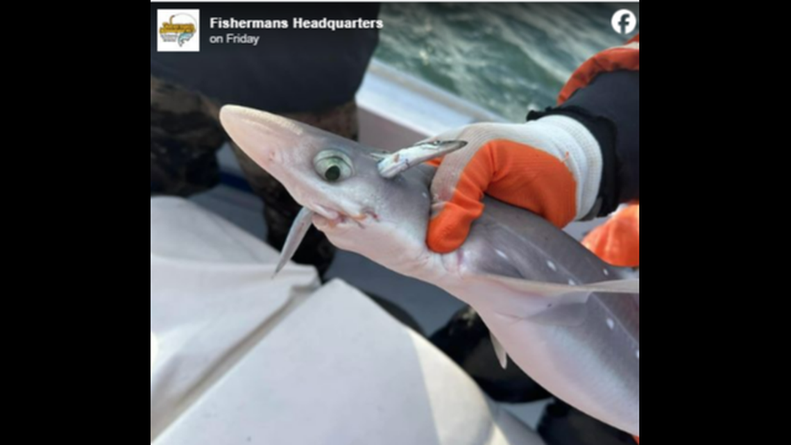 Did a sand lance eat its way out of a shark’s head? There’s another explanation, experts say.