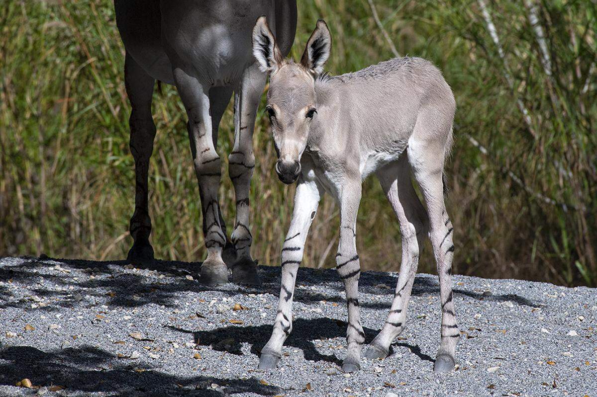 The ninth endangered Wild Somali Wild Ass was born at Zoo Miami Friday morning. It is now on exhibit at the zoo.