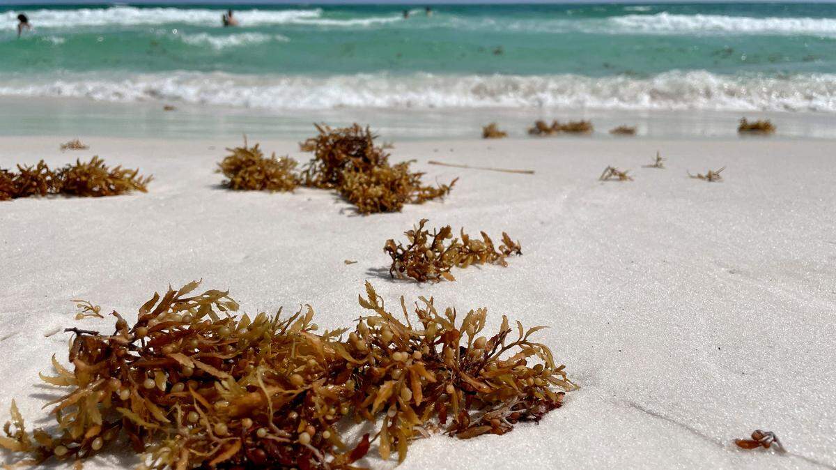 Sargassum seaweed dots the shoreline in south Walton County, Florida.