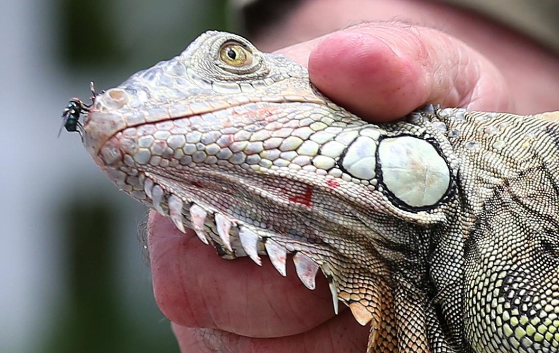 An iguana caught by trapper Brian Wood at Keystone Towers condo complex in North Miami on Tuesday, June 26, 2018.