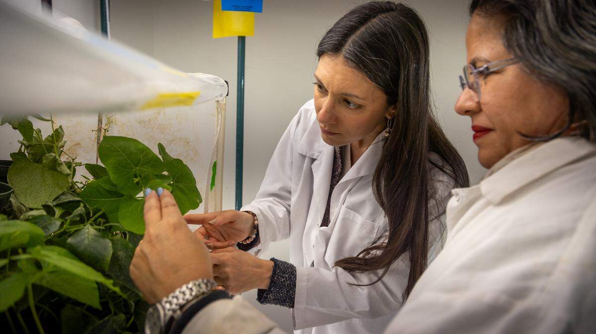 Alexandra Revynthi, an assistant professor, and Yisell Valazquez Hernandez, a biological scientist, observe plants keeping their thrip colony alive at the UF/IFAS Tropical Research and Education Center in Homestead.