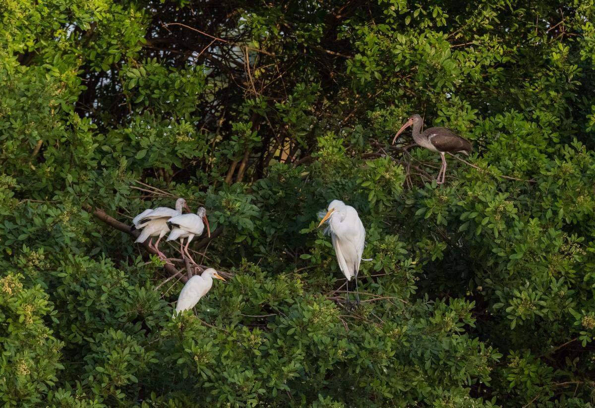 Birds roosting in the trees of the Calusa Country Club golf course, closed since 2011. A real estate developer wants to build homes on it.