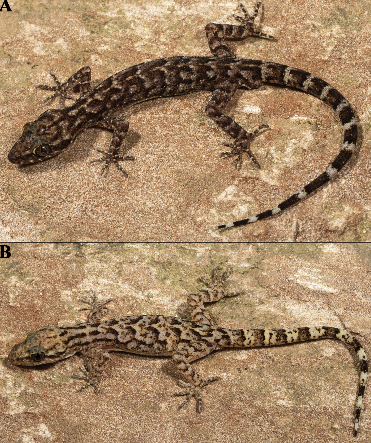 Cyrtodactylus makwanpurgadhiensis, or the Makwanpurgadhi&nbsp;bent-toed gecko.