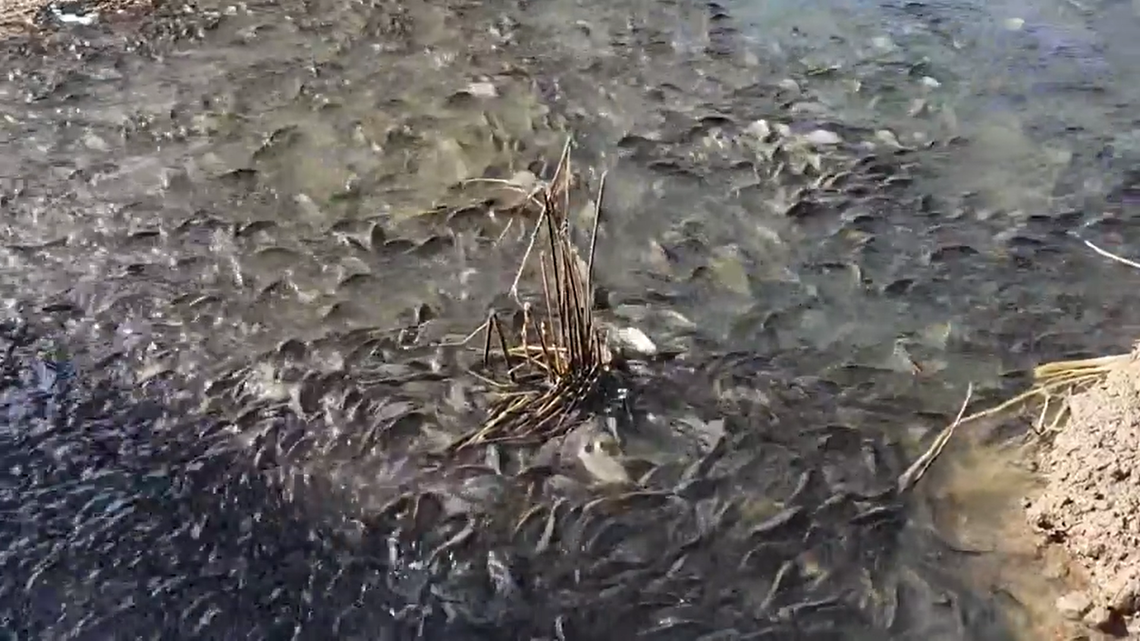 Waterways in New South Wales are “boiling” and “bubbling” with billions of invasive European carp during a mass spawning event, videos show.