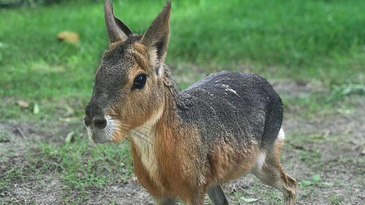 Tango, a Patagonian mara, lived at Zoo Miami since 2010. He died Wednesday, May 8, 2024, according to the zoo.