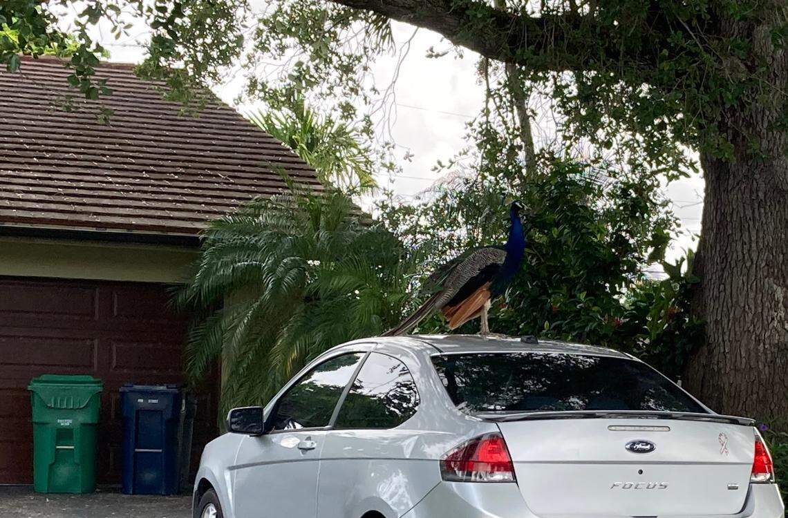 Peafowls in Miami-Dade sometimes sit on top of cars, and occasionally attack their reflection.
