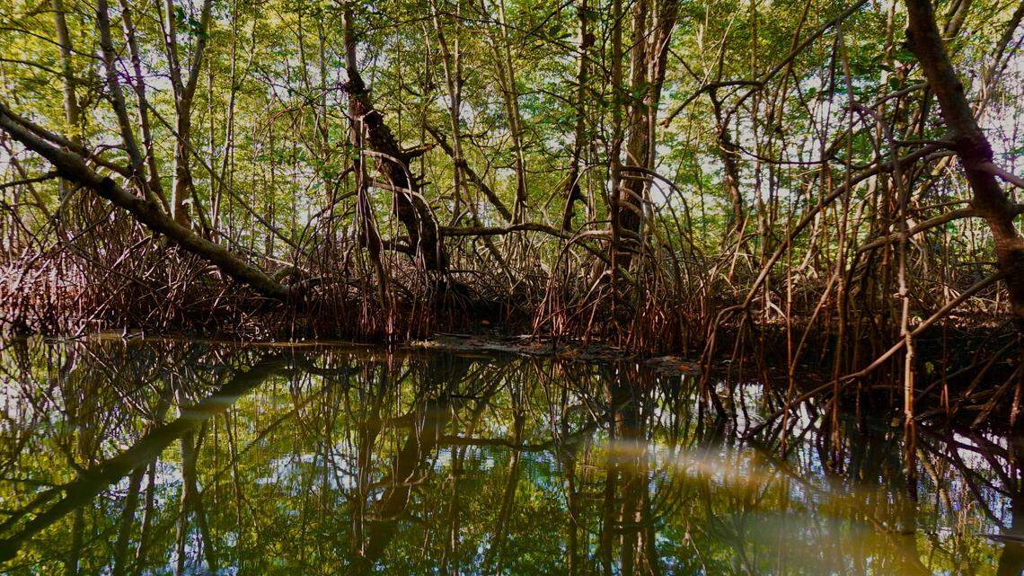 Under dying mangroves in Panama, a researcher discovered a “ghost” species.