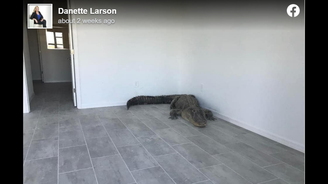 An 11-foot alligator was found in the master bedroom of a newly constructed Florida home in Charlotte County’s Babcock Ranch. It took two men to remove it.