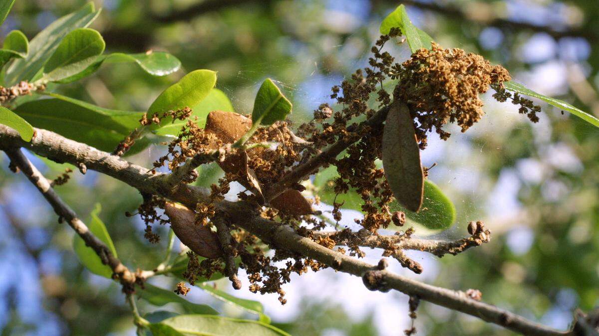 Pollen on a tree in Davie, Florida.