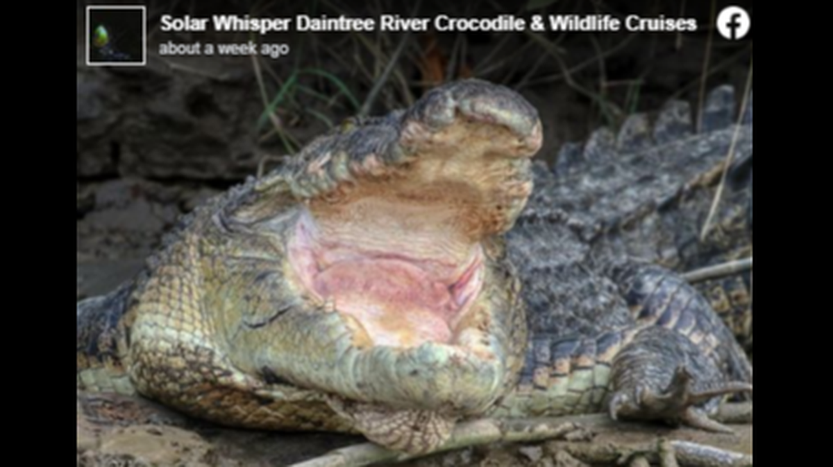 A 70-year-old crocodile named Scarface has gone missing in Australia’s Daintree River. Fans fear the worst.
