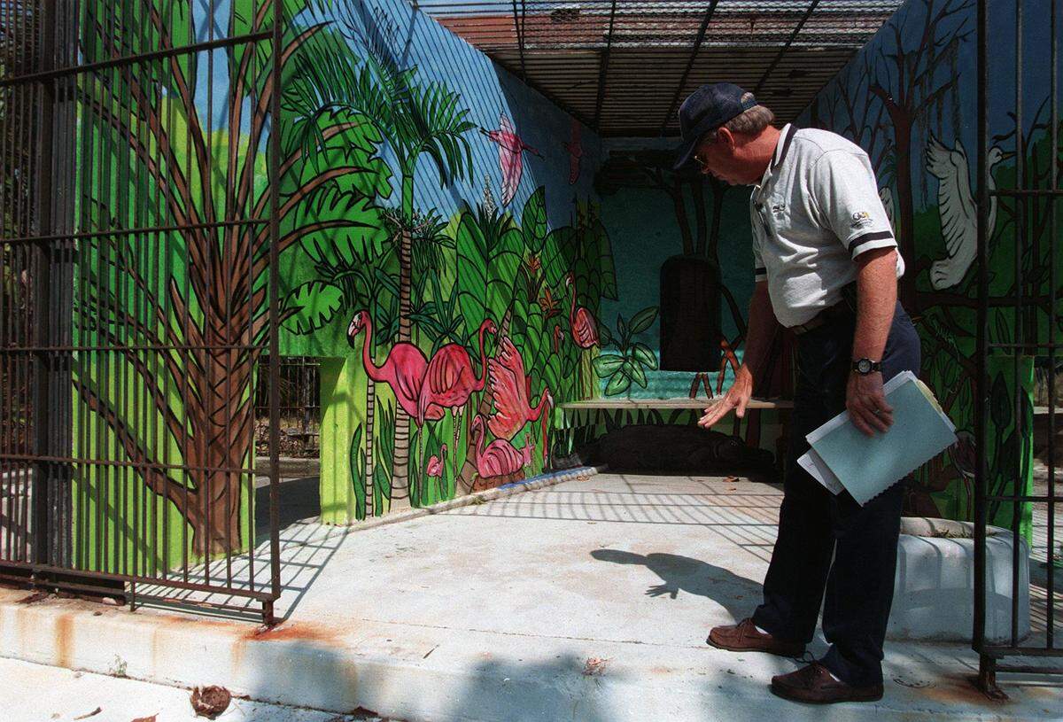 On April 1, 1999, Crandon Park manager Jim King talks about one of the renovated cages in the zoo area of the park the was ravaged by Hurricane Andrew. The cage was repainted by a project sponsored by students from Banyan Elementary.
