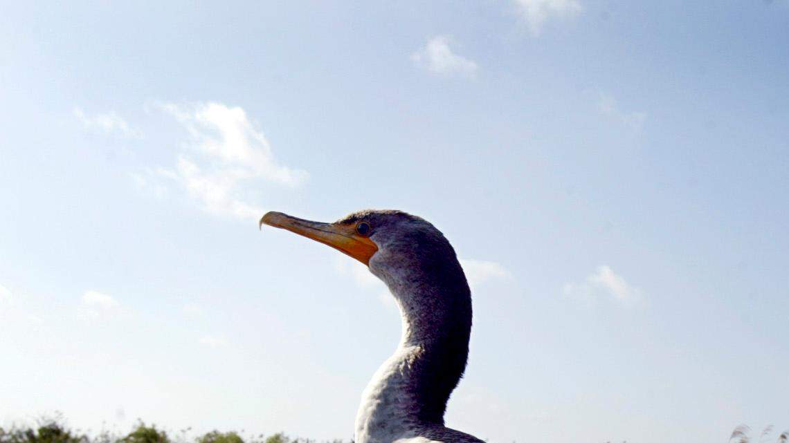 FILE--10-year-old Hannah Richter, of "Young Friends of the Everglades," takes a picture of a Cormorant along the Anhinga Trail in the Everglades National Park. 