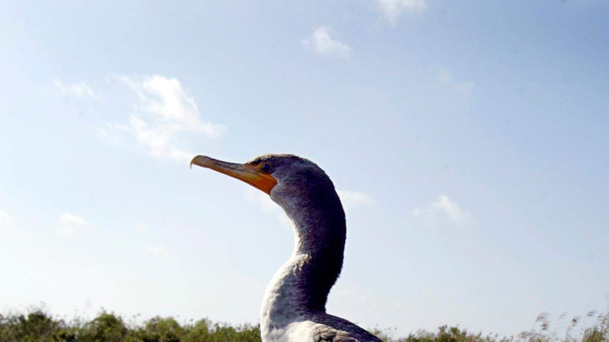 FILE--10-year-old Hannah Richter, of "Young Friends of the Everglades," takes a picture of a Cormorant along the Anhinga Trail in the Everglades National Park. 