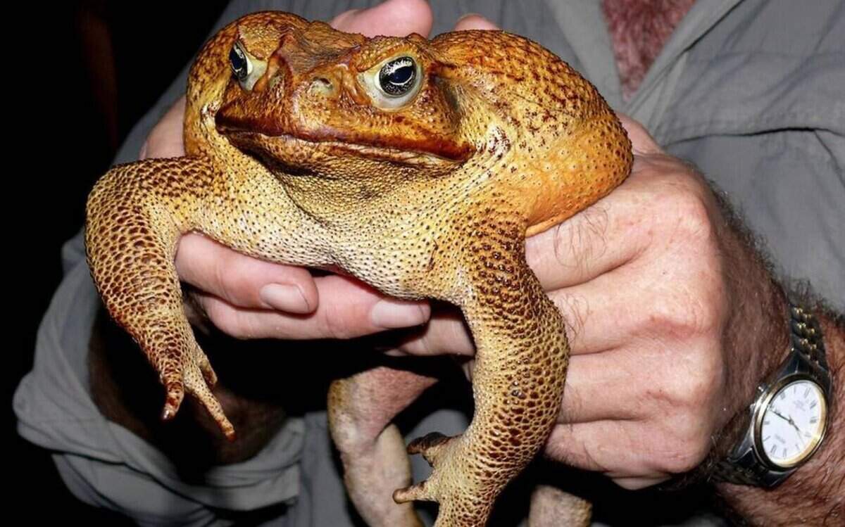 Invasive cane toads can threaten the health of your pets. If spotted in your backyard, the best practice is to catch them, treat them with an anesthetic and humanely euthanize them.