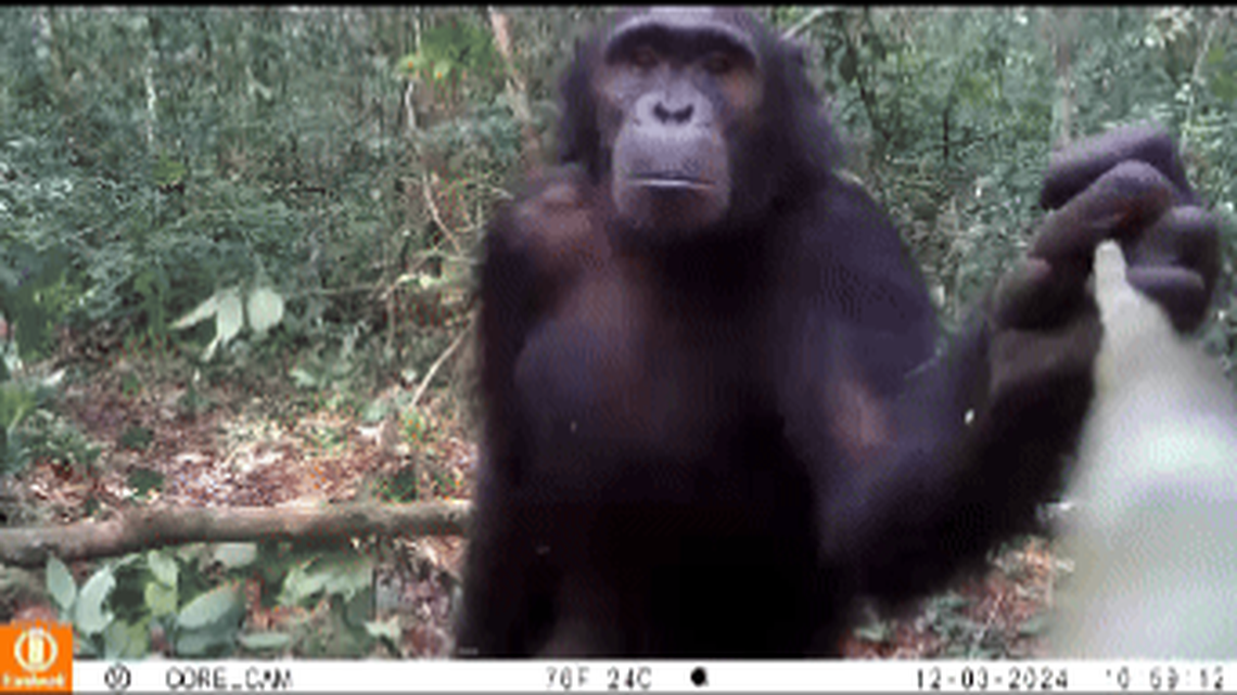 The female endangered chimpanzee used a stick to investigate a trail camera in a Gabon national park.