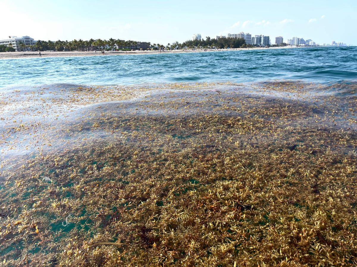 A mat of sargassum bobs in the water off the coast of Fort Lauderdale just north of the Port Everglades inlet on April 2, 2023.