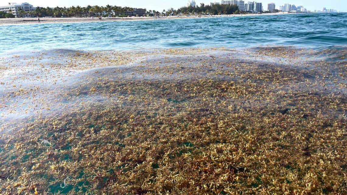 A mat of sargassum bobs in the water off the coast of Fort Lauderdale just north of the Port Everglades inlet on April 2, 2023.