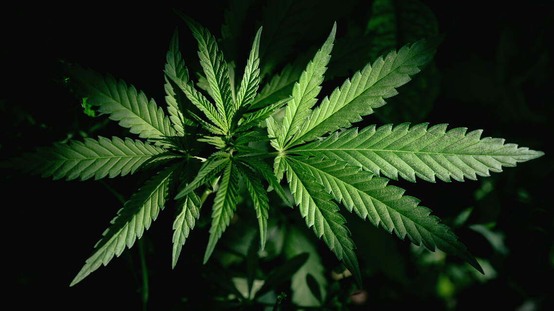 Hemp war sparks fight among Florida lawmakers. It’s all over seeds.