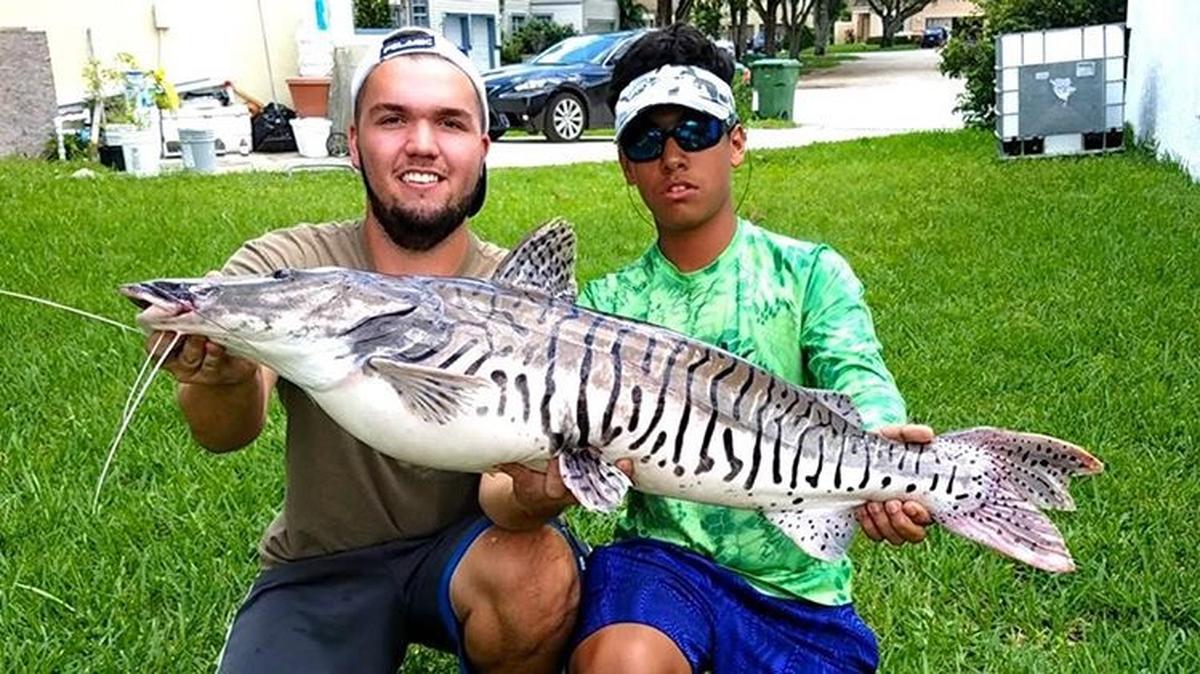 Alex Martin and his friend Michael Gandara with the tiger shovelnose catfish they caught in South Miami.
