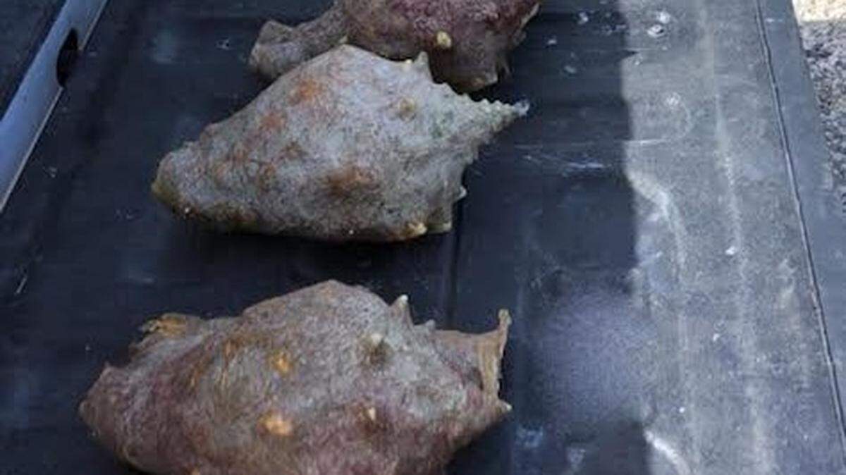 A Houston man illegally harvested these queen conch from the Keys on July 27, 2022, the sheriff’s office said.