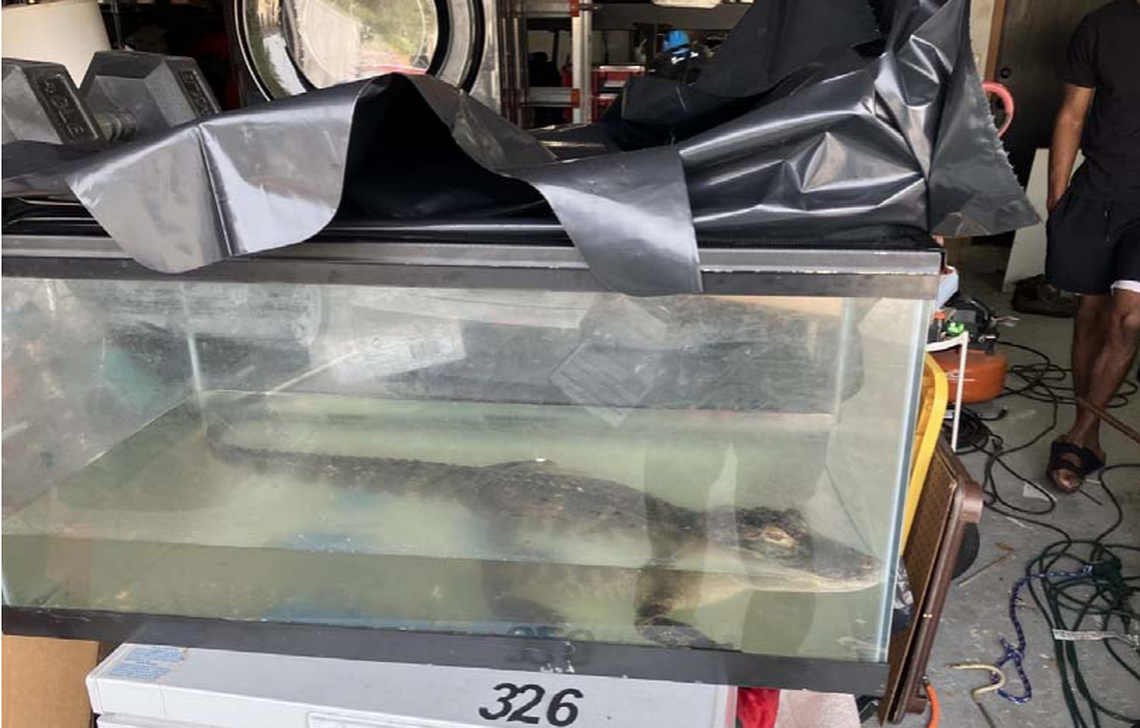 A state wildlife officer found the 3.5 foot alligator was being kept in an aquarium that was small and dirty, according to a report.