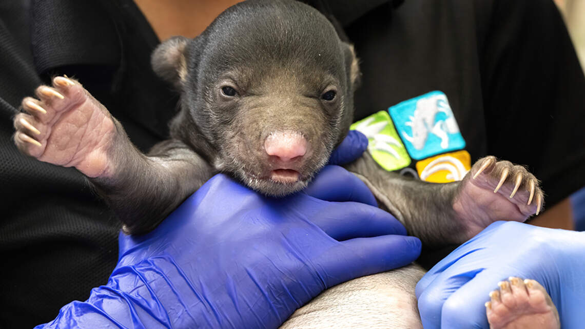 Zoo Miami’s first newborn sloth bears in 25 years have their first exam. Here are the photos