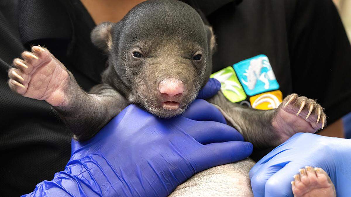 “Hi, I’m here and I know I’m adorable,” this sloth cub seems to be saying during its first neonatal exam at Zoo Miami exactly one month after its Dec. 4, 2023, birth.