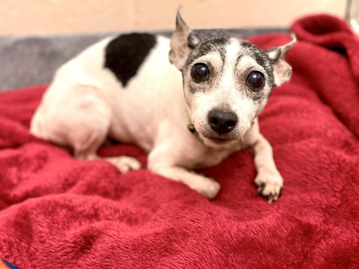 Dutchess ran way from her Boca Raton home 12 years ago and somehow traveled more than 1,000 miles to Pennsylvania. The 14-year-old Fox Terrier was reunited with her owner, Katheryn Strang, on Friday.