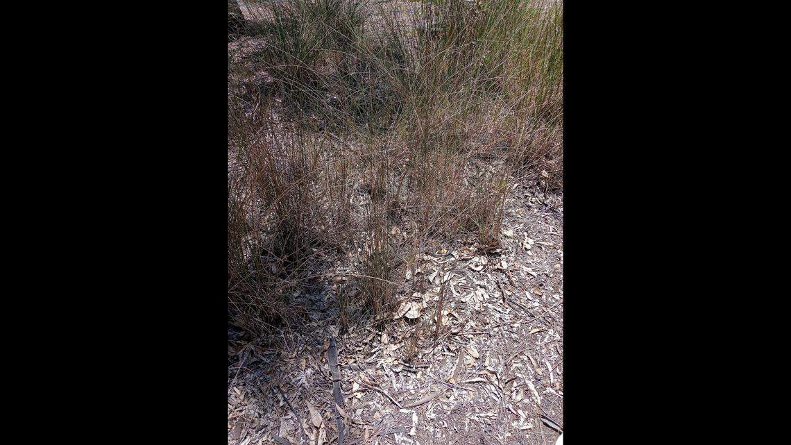 Gardeners in Ararat found a venomous reptile lurking in the grass of a vacant lot and called a snake catcher. A photo shows the well-hidden animal.