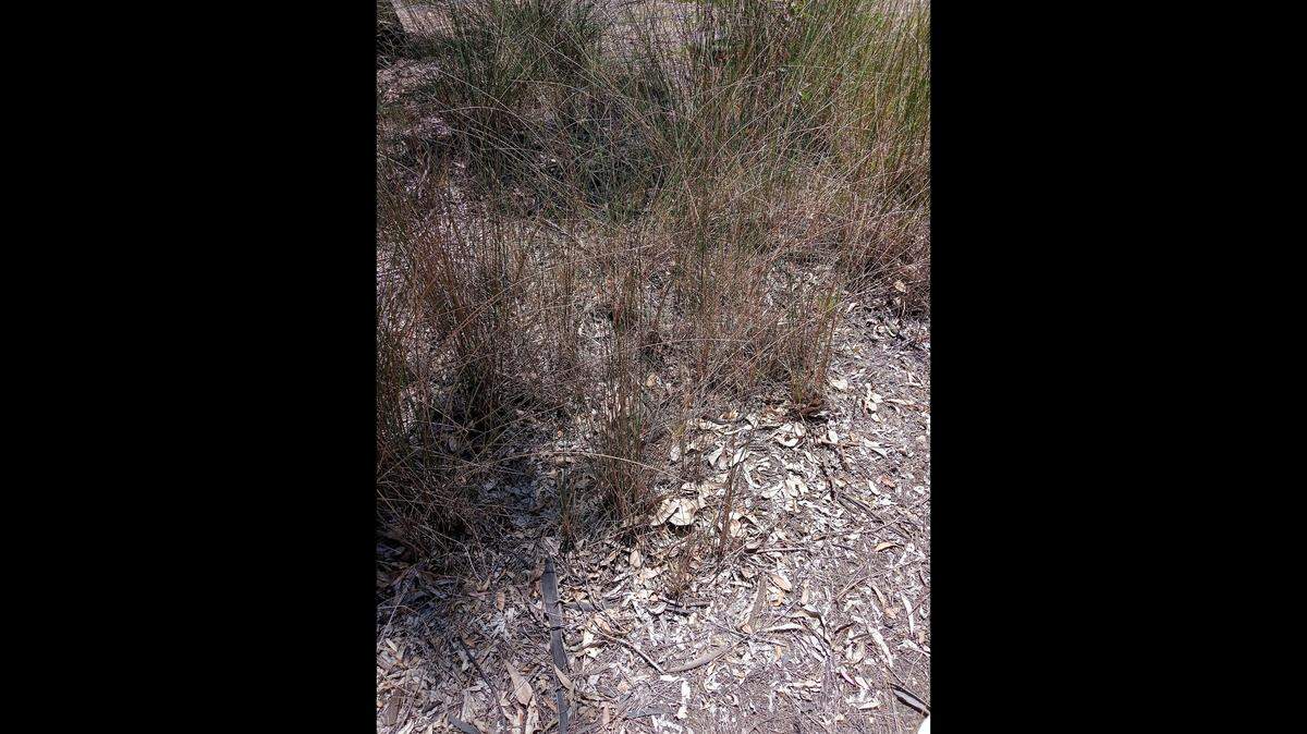 Gardeners in Ararat found a venomous reptile lurking in the grass of a vacant lot and called a snake catcher. A photo shows the well-hidden animal.