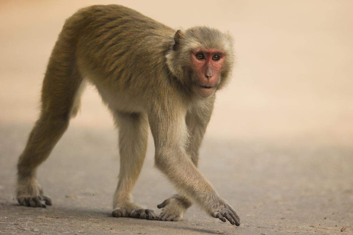 Rhesus macaque monkeys are commonly used it medical research due to their biological similarity to humans.