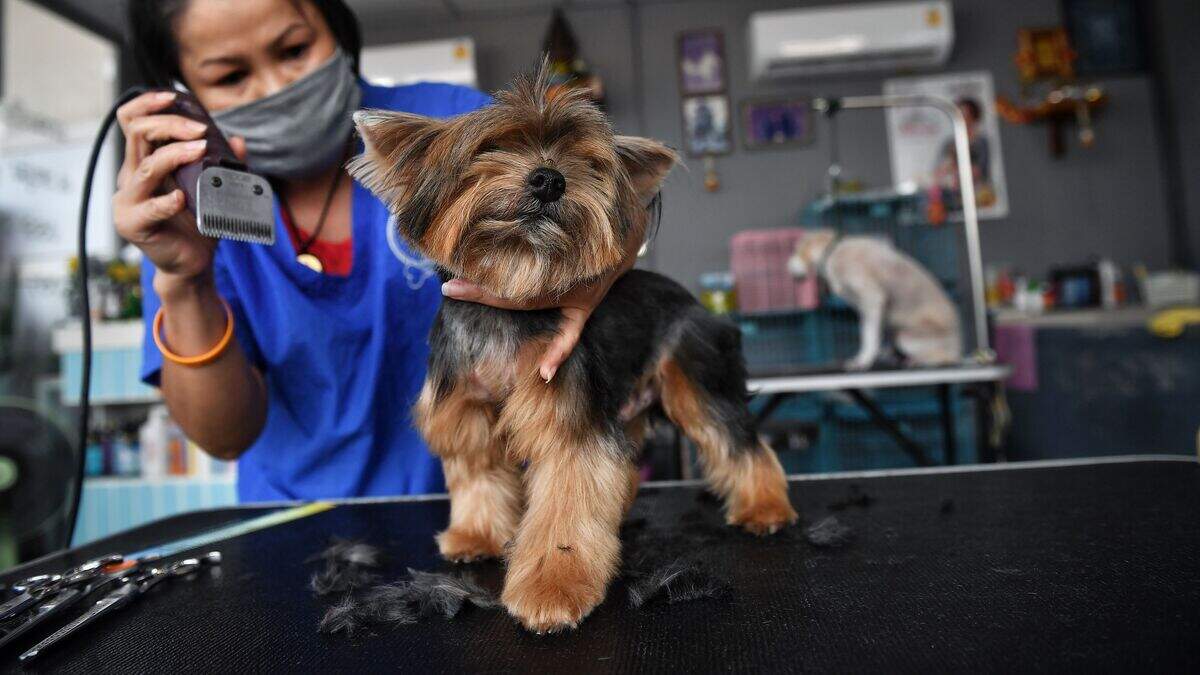mobile dog grooming services dog groomer