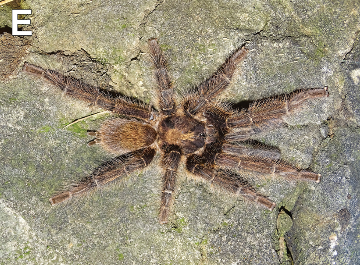 S. speciosus, or the Somali blonde tarantula, was one of two new species identified from Somalia.