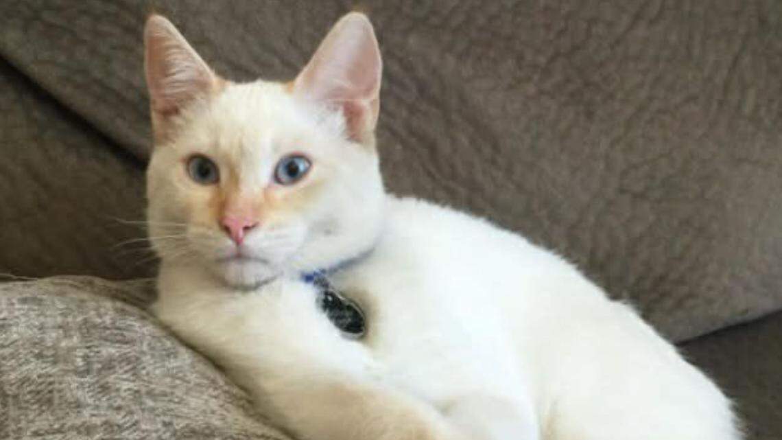 dodger the microchipped cat reunites with family