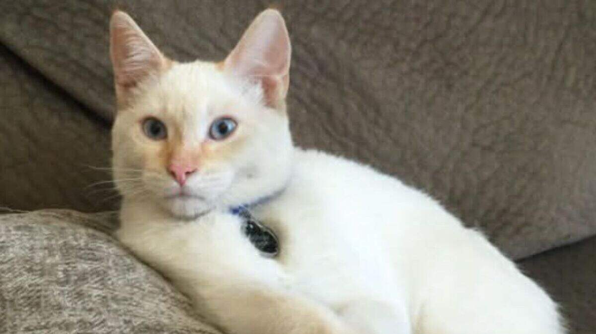 dodger the microchipped cat reunites with family