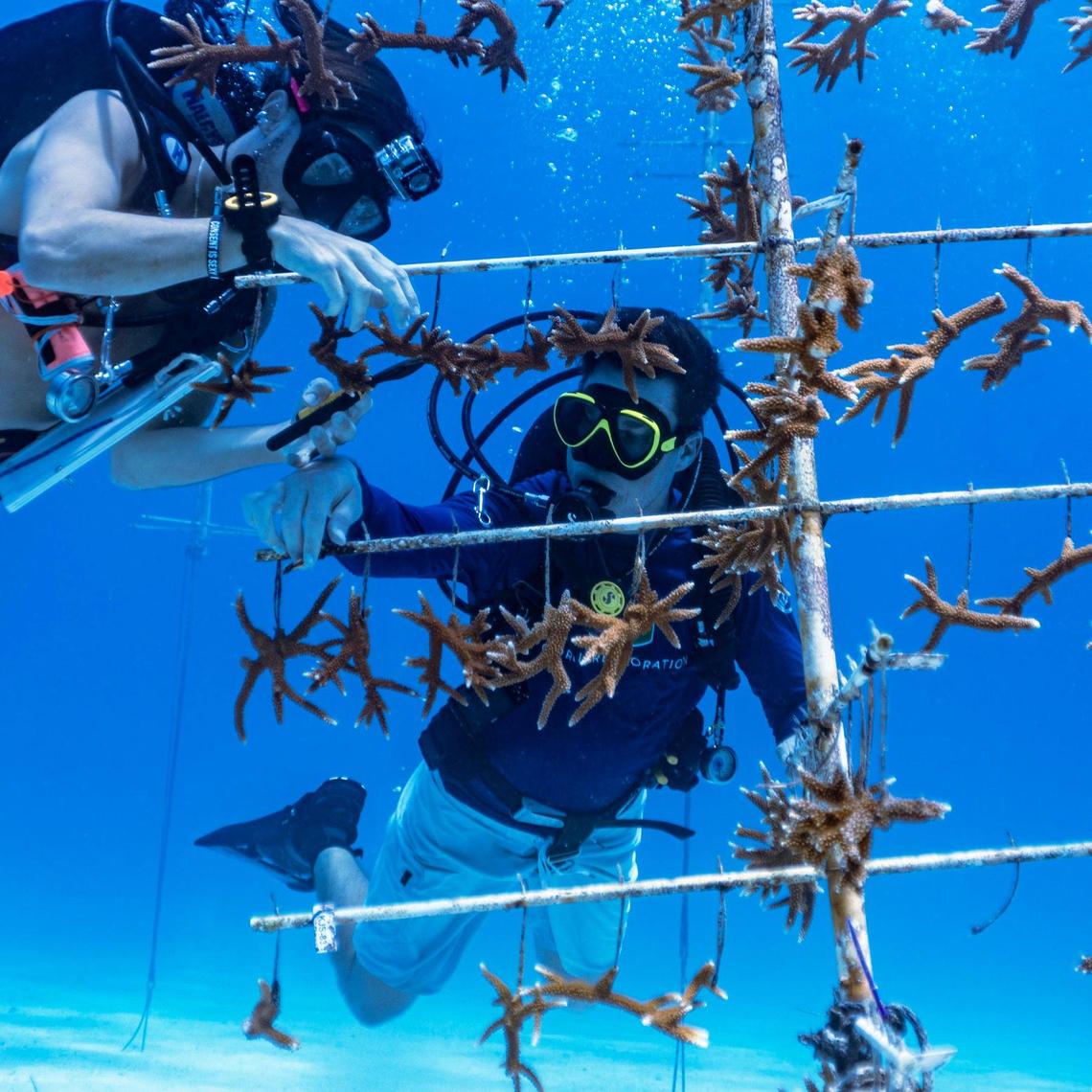 Volunteers snip off fragments from corals hanging on a “coral tree” in a nursery near Paradise Reef, two miles off the coast of Key Biscayne.