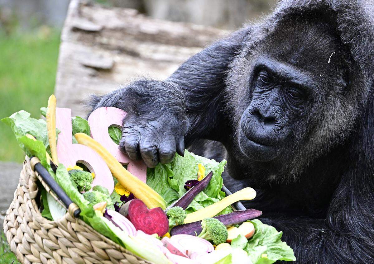 Lowland Gorilla lady Fatou is pictured on April 13, 2026 in her enclosure at the Zoologischer Garten zoo in Berlin, as her 69th birthday is celebrated. Fatou, born in the wild in West Africa, was brought to the Berlin zoo in 1959, as her age then was estimated to two years. She is believed to be the oldest living gorilla in the world. (Photo by Tobias SCHWARZ / AFP via Getty Images)