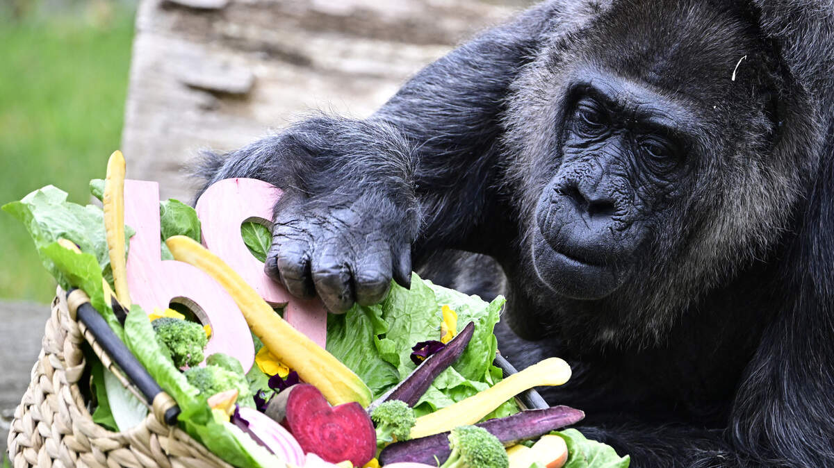 Lowland Gorilla lady Fatou is pictured on April 13, 2026 in her enclosure at the Zoologischer Garten zoo in Berlin, as her 69th birthday is celebrated. Fatou, born in the wild in West Africa, was brought to the Berlin zoo in 1959, as her age then was estimated to two years. She is believed to be the oldest living gorilla in the world. (Photo by Tobias SCHWARZ / AFP via Getty Images)