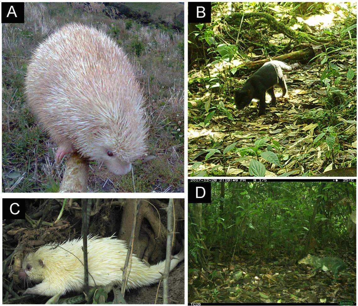 Some coloration causes full white or yellow fur (A,C), others cause only white spotting (D) and some make the animals darker (B).