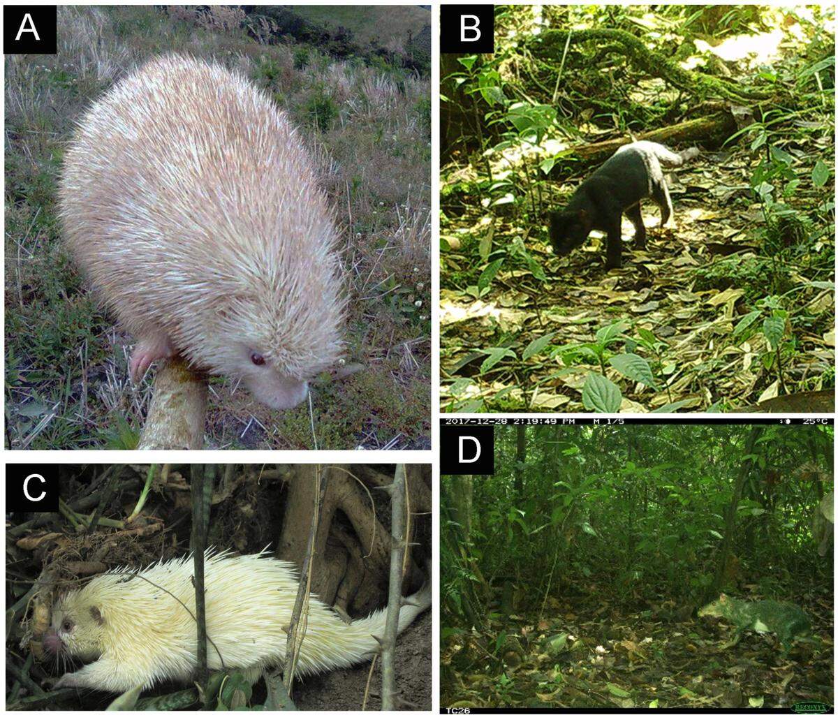 Some coloration causes full white or yellow fur (A,C), others cause only white spotting (D) and some make the animals darker (B).