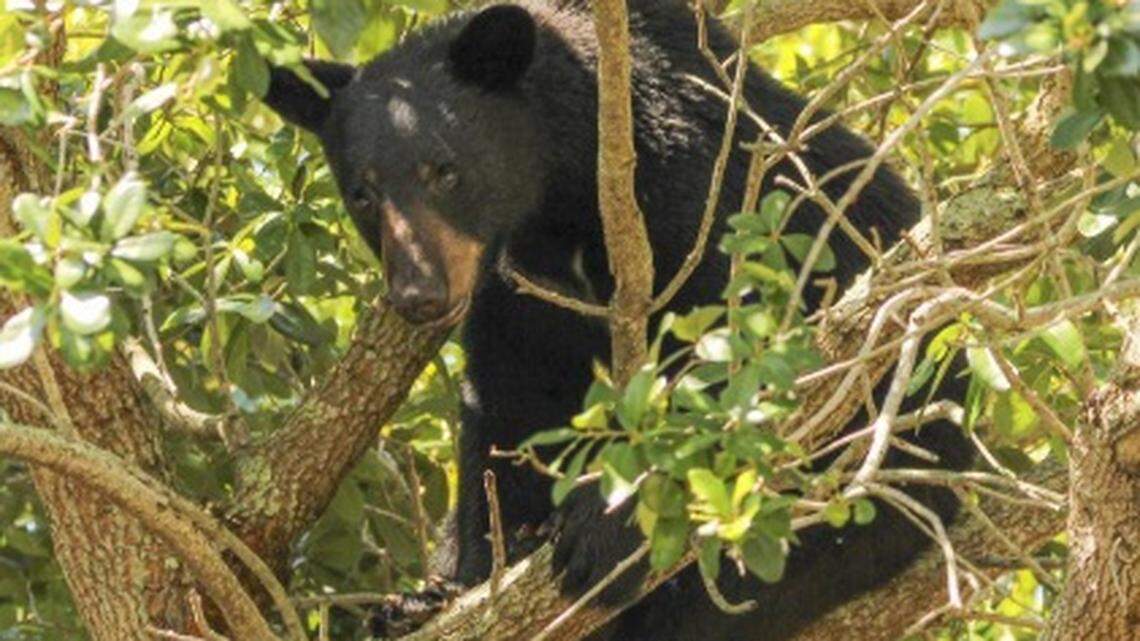Florida wildlife officials release more data after state-sanctioned bear hunt