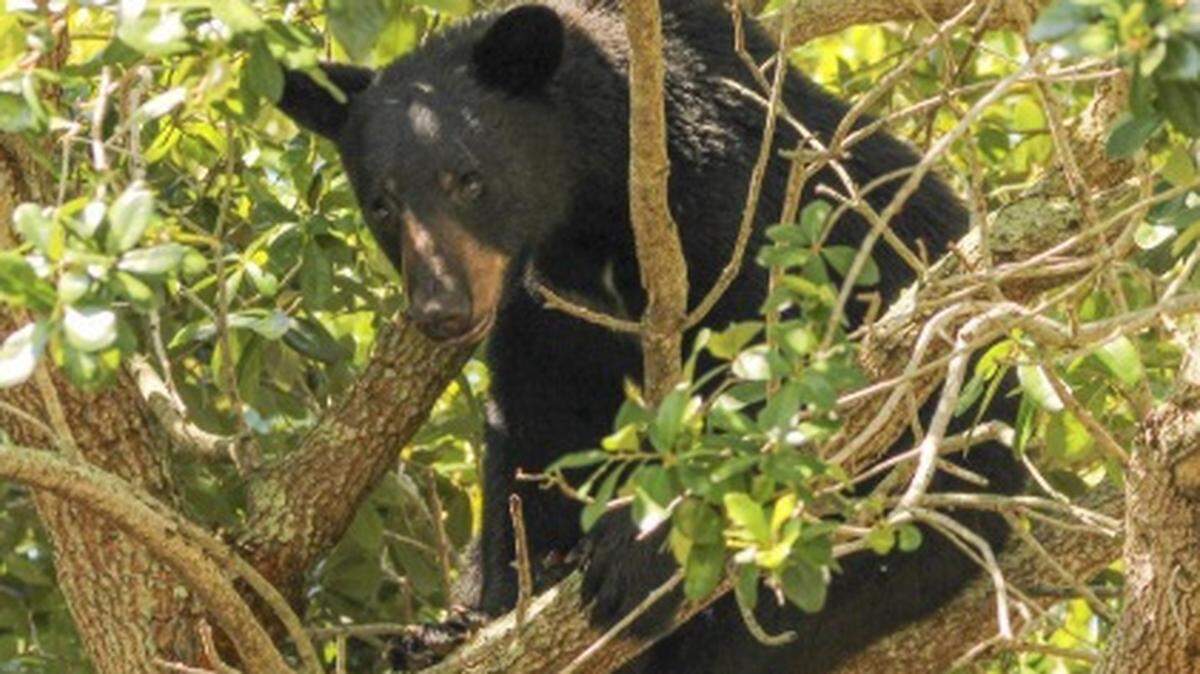 A black bear sits in an oak tree at Lake Eola Park in the heart of downtown Orlando on June 4, 2023. Florida revealed more details about the December 2025 bear hunt.
