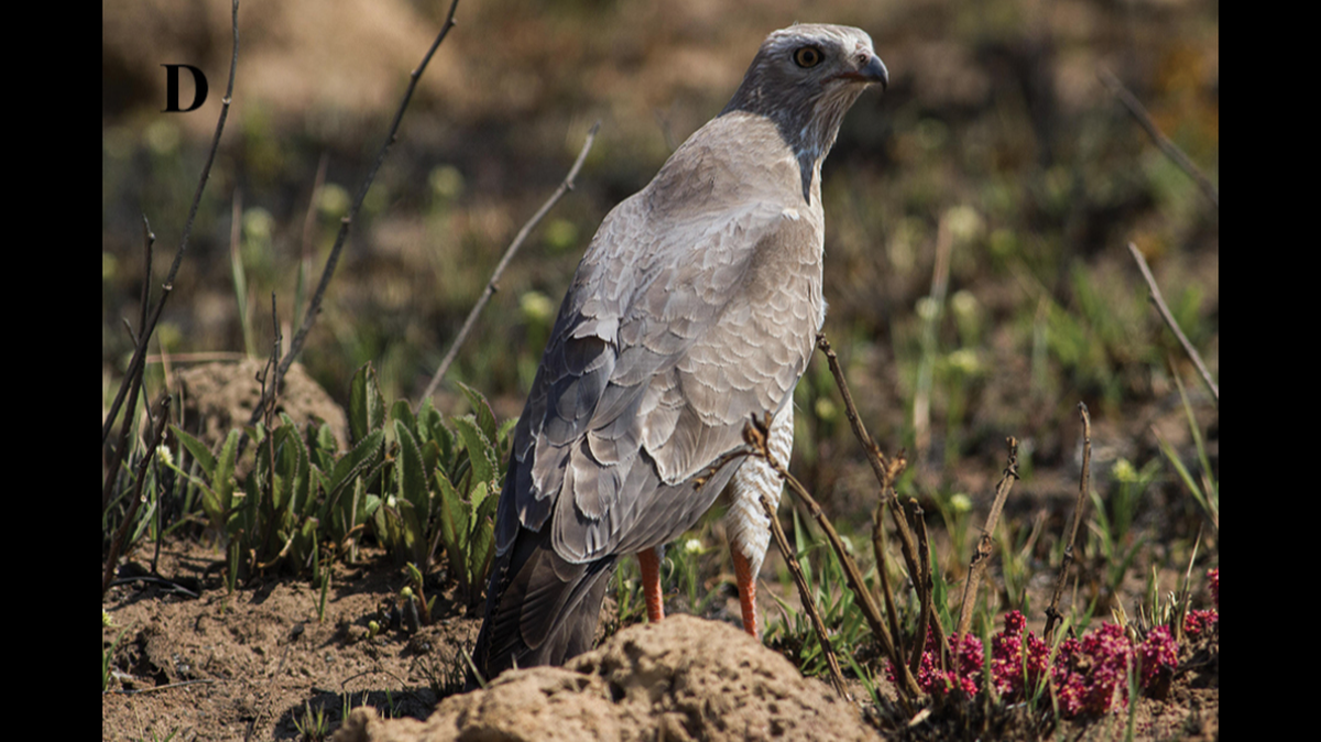 A forgotten species once found in the crop of a dark chanting goshawk in 1954 was rediscovered in Angola.