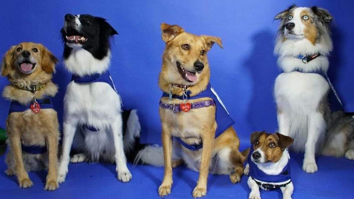 The Alliance of Therapy Dogs has partnered with Miami International Airport in a new Miami Hound Machine program to provide volunteer therapy dogs that will visit MIA during peak travel periods to help de-stress and comfort passengers. The dogs will debut on Sept. 24, 2018 inside Concourse D.