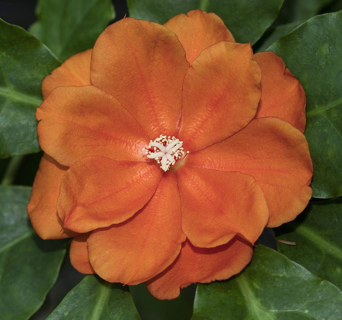 Pereskia bleo’s intense orange flowers lead to waxy yellow fruit.