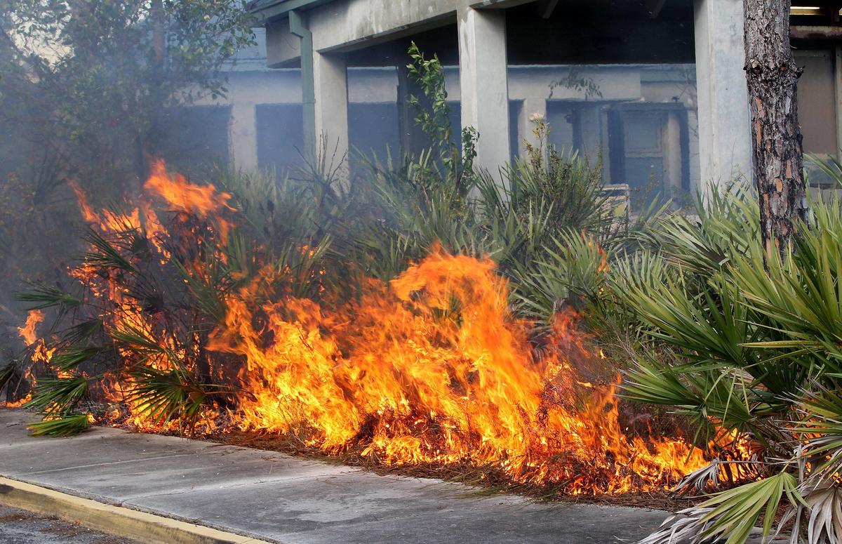 Everglades National Park fire specialists burned vegetation around the Ernest F. Coe Visitor Center on Feb. 4, 2020, to clear potential fire kindling and reduce the risk of wildfires.
