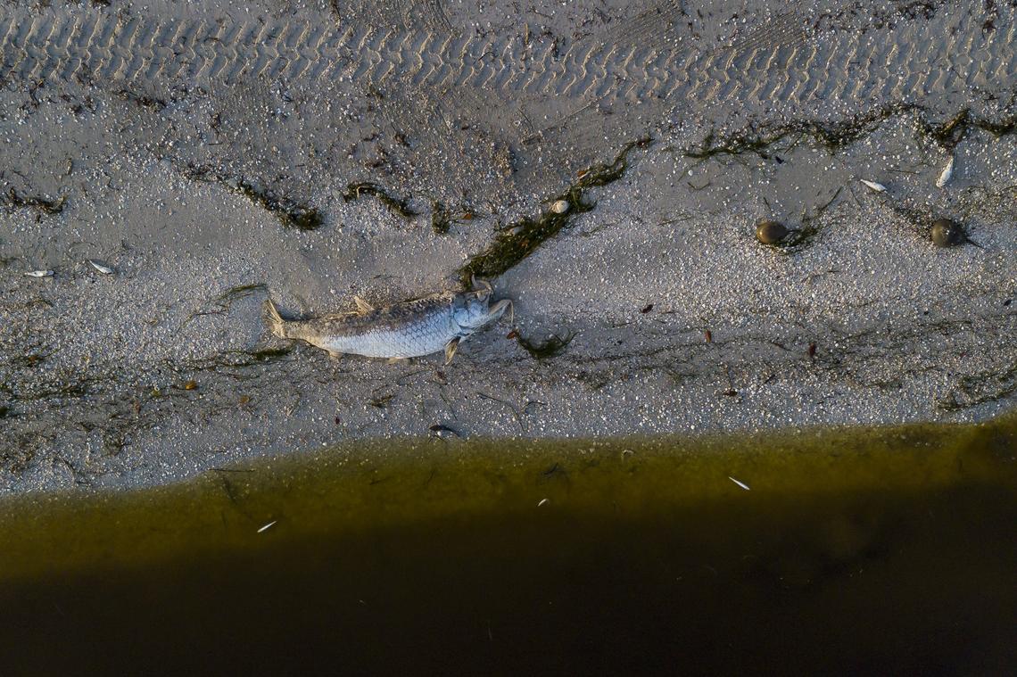 This dead tarpon on a Sanibel beach was one of three spotted in the area Aug. 10, 2018. As of Monday, Aug. 13, 2018, the city had removed nearly 310 tons of dead marine life amid a red tide algae bloom.