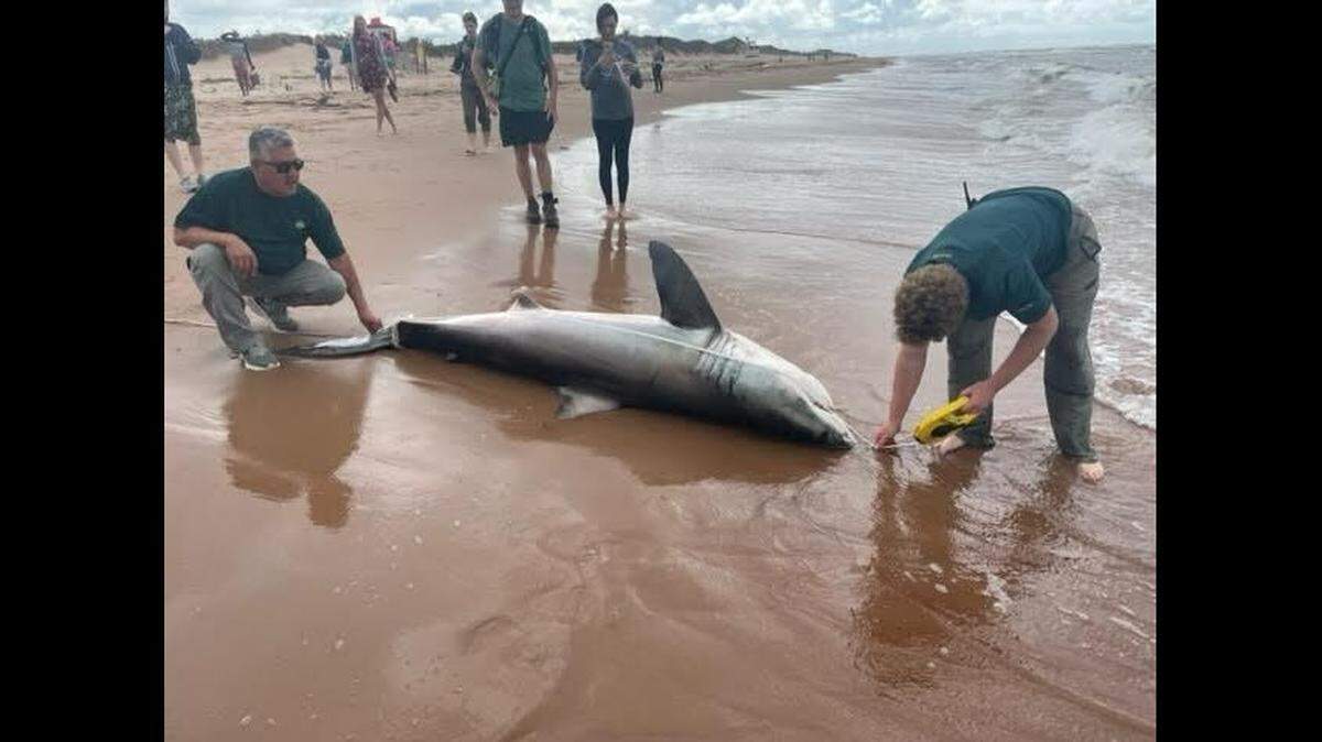 The 9-foot shark found Monday was taken for a necropsy — animal autopsy — and found to be “in good overall body condition with no evidence of significant trauma.”