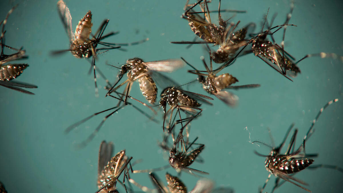 Aedes aegypti mosquitoes, responsible for transmitting Zika.
