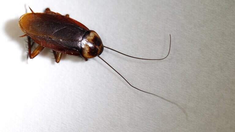 Roaches, mold, slime and crust among 36 violations that got a coffee shop shut down 